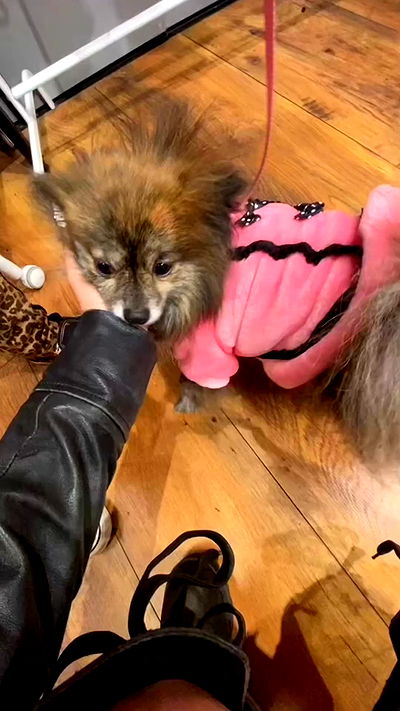 yam_adler yam_adler archive video