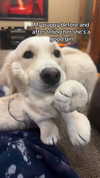 willitwafflemini Altpins Profile Picture