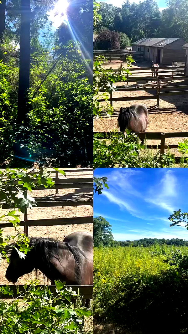 lilarosepalaza archive video preview