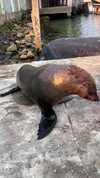 noa_mendel_ Altpins Profile Picture