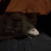 novahnovielli Altpins Profile Picture