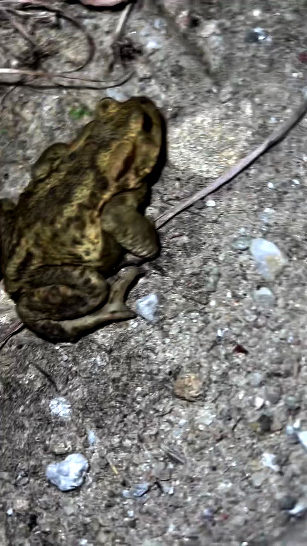 chloetamiii archive video preview
