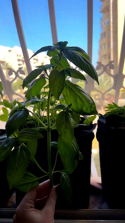 _wizardmidget_ _wizardmidget_ archive video