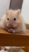claudiagarmaa Altpins Profile Picture