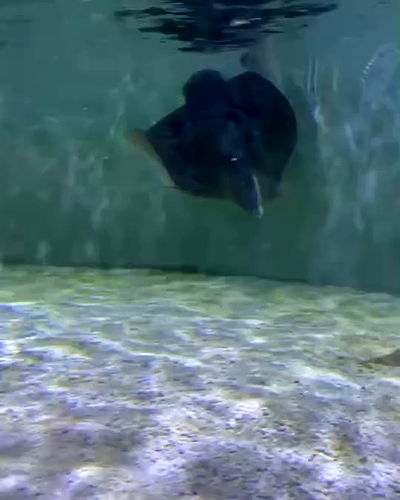 _animechika_ _animechika_ archive video