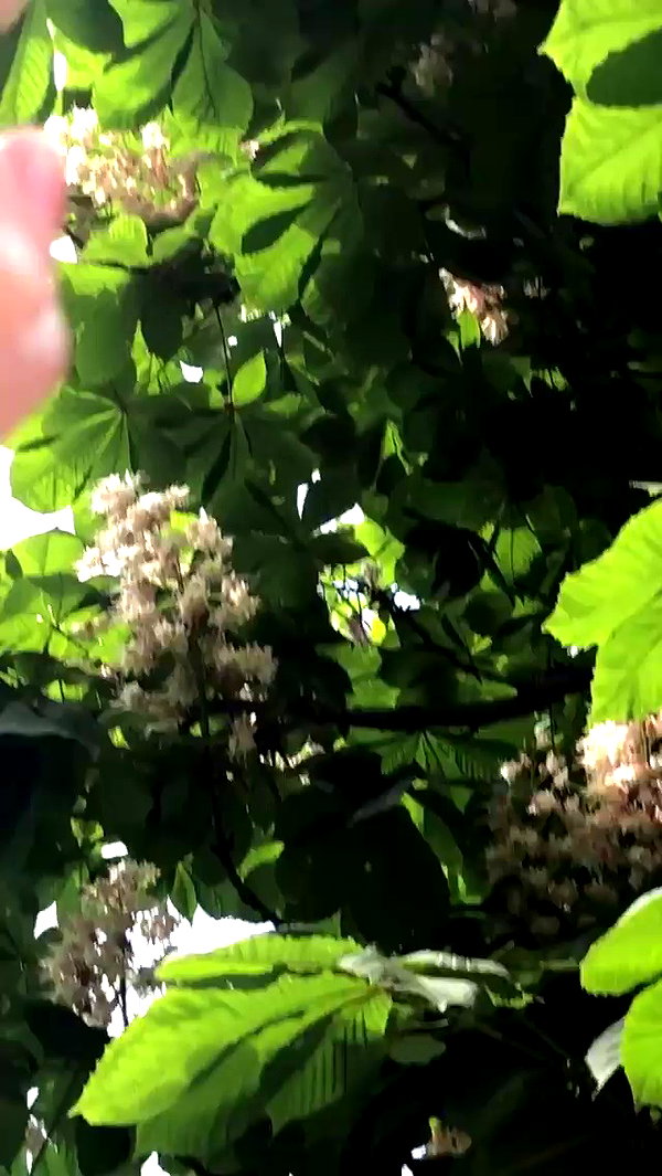 katie_westwood archive video preview