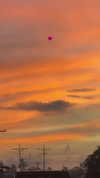 veronika_grish Altpins Profile Picture