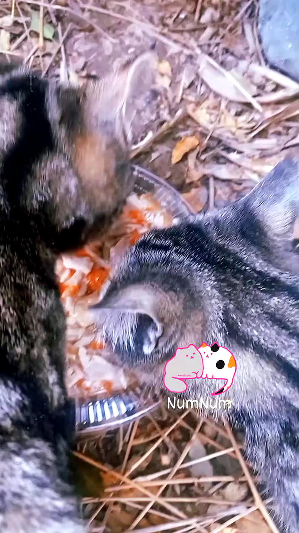 imeownaz archive video preview