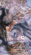 imeownaz Altpins Profile Picture