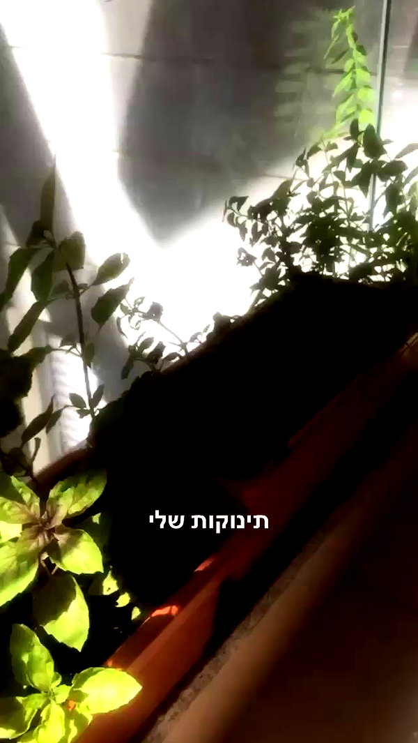liem_sadan archive video preview