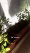 liem_sadan Altpins Profile Picture