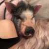 novahnovielli Altpins Profile Picture