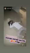 shir.moshe666 Altpins Profile Picture