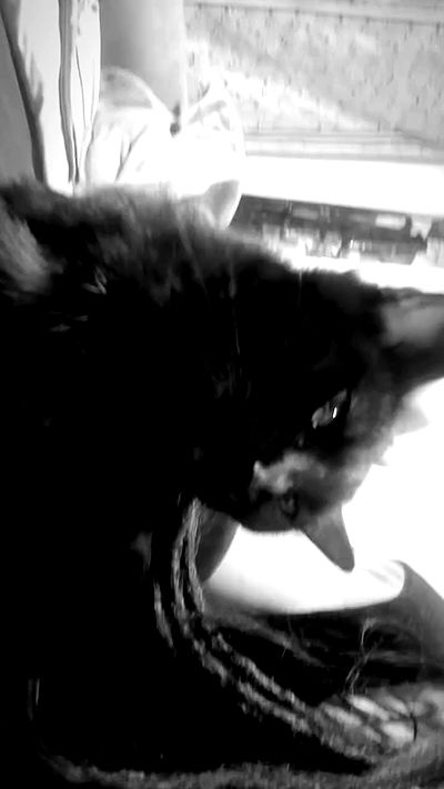 romy_ayalla_lavi romy_ayalla_lavi archive video