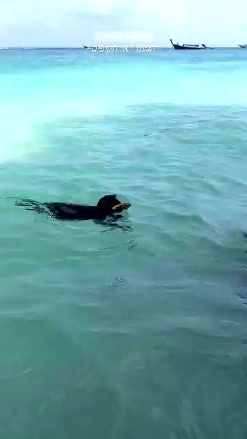 rivkavel rivkavel archive video