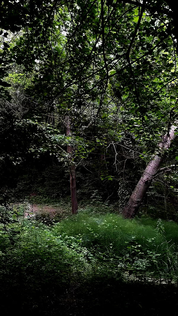 aekamee archive video preview