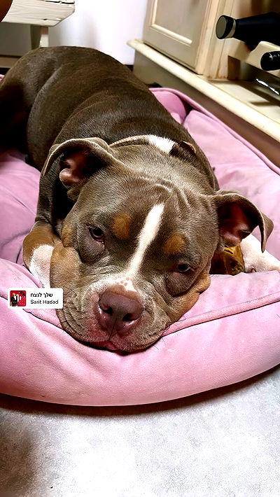 kesemgreenyer kesemgreenyer archive video