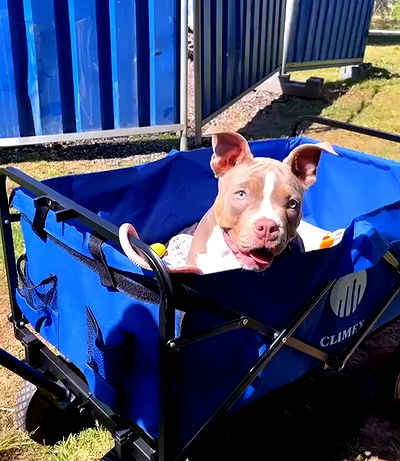 kesemgreenyer kesemgreenyer archive video