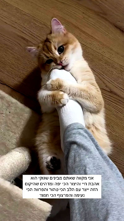 itsilanosh itsilanosh archive video