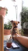 liem_sadan Altpins Profile Picture