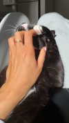 sydney_melman Altpins Profile Picture