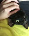 vixenp_ Altpins Profile Picture