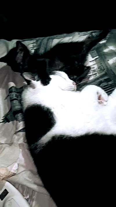 moonyyyya moonyyyya archive video