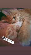 calyen Altpins Profile Picture
