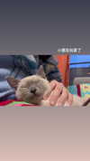 maomao.418 Altpins Profile Picture