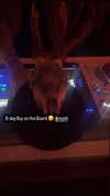 haileyy.ramirez Altpins Profile Picture