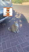 miley__koren Altpins Profile Picture