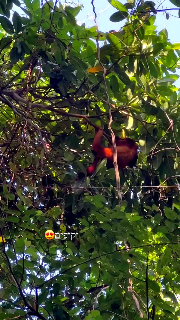 yasmin_kb archive video preview