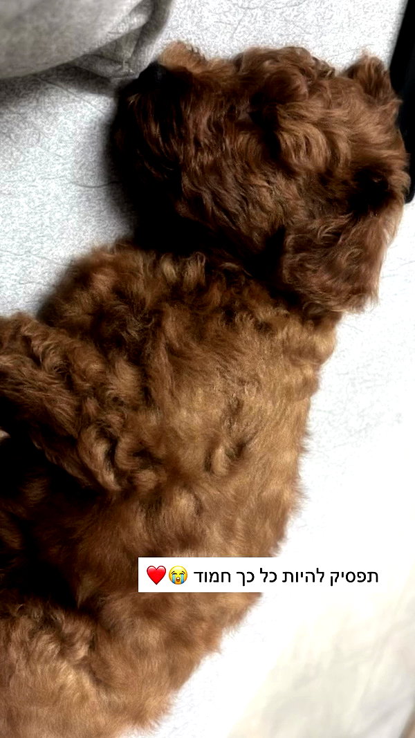 agam._.harel archive video preview