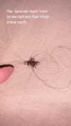 yanazlobin Altpins Profile Picture