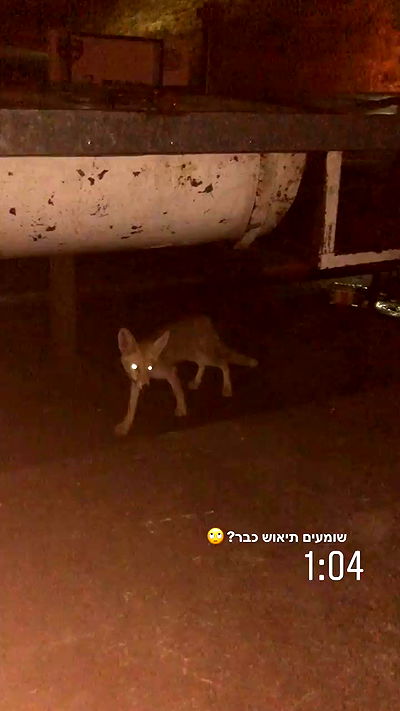 yaelxyazdi yaelxyazdi archive video