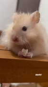claudiagarmaa Altpins Profile Picture
