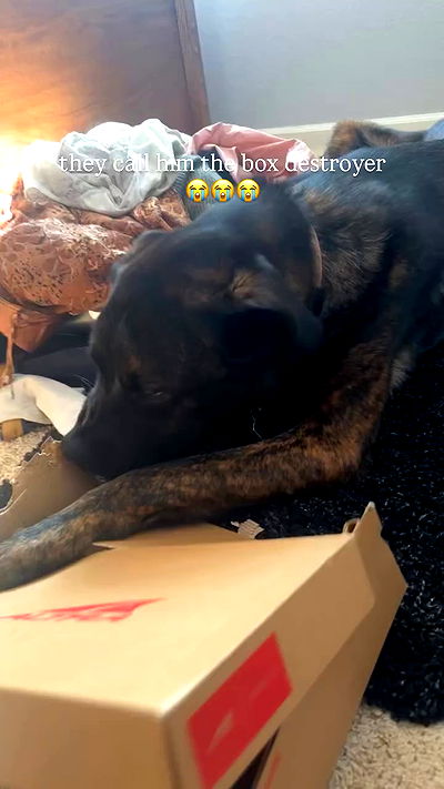 thelizzyporter thelizzyporter archive video