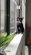 sydney_melman Altpins Profile Picture