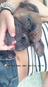_lironatias Altpins Profile Picture