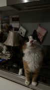 estr3iia Altpins Profile Picture