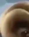 fabiana.bolanos Altpins Profile Picture