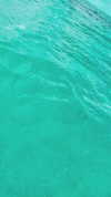 noam_alon1 Altpins Profile Picture