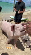 noam_alon1 Altpins Profile Picture