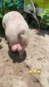 noam_alon1 Altpins Profile Picture
