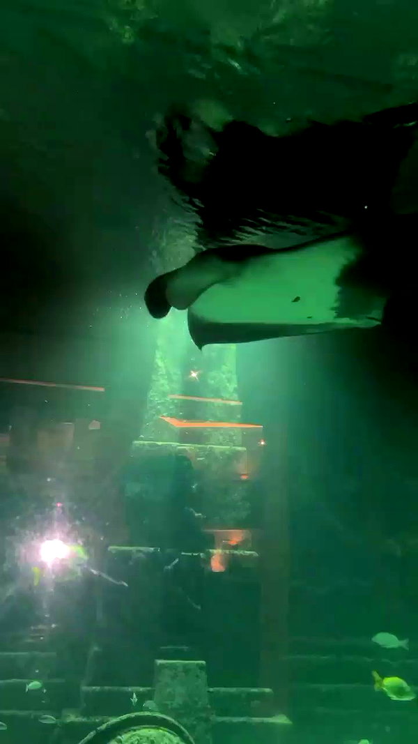 noam_alon1 archive video preview