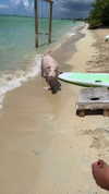 noam_alon1 Altpins Profile Picture