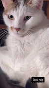 _koolkat__ Altpins Profile Picture