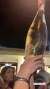 noam_alon1 Altpins Profile Picture