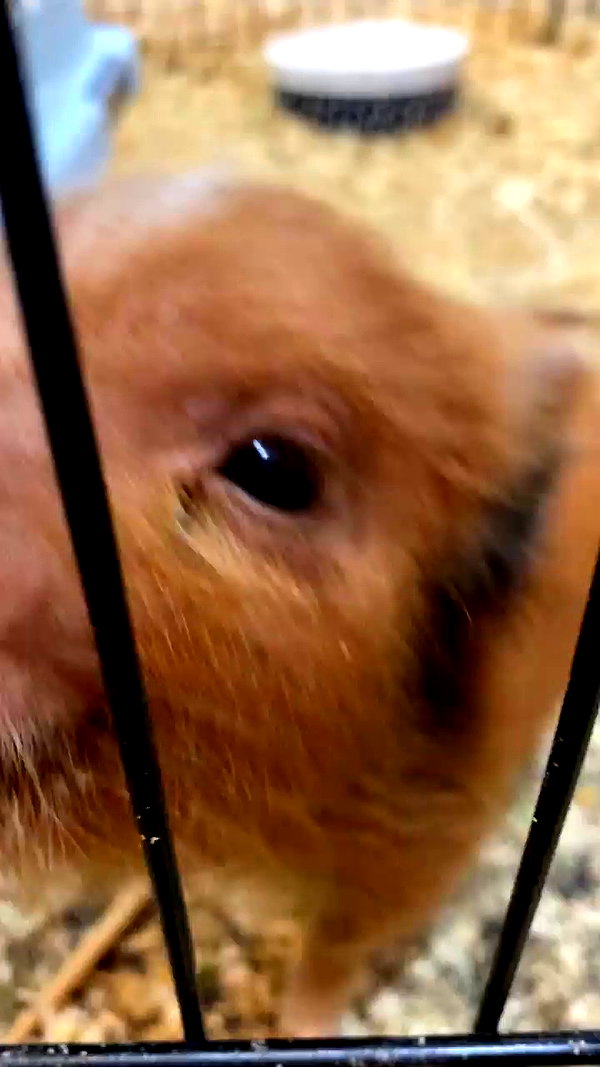 jessysiner archive video preview