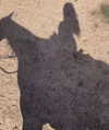 stateofrachel Altpins Profile Picture